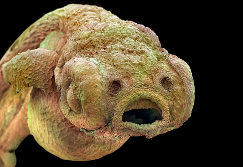 Illustration for article titled Photos of the Amazing and Gruesome World Under a Microscope